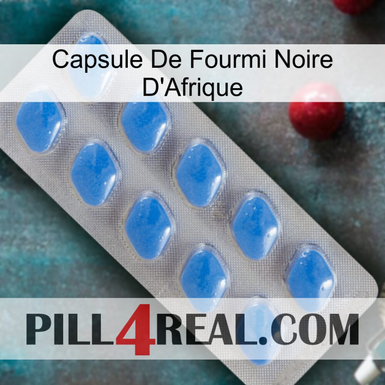 Africa Black Ant Capsule 22